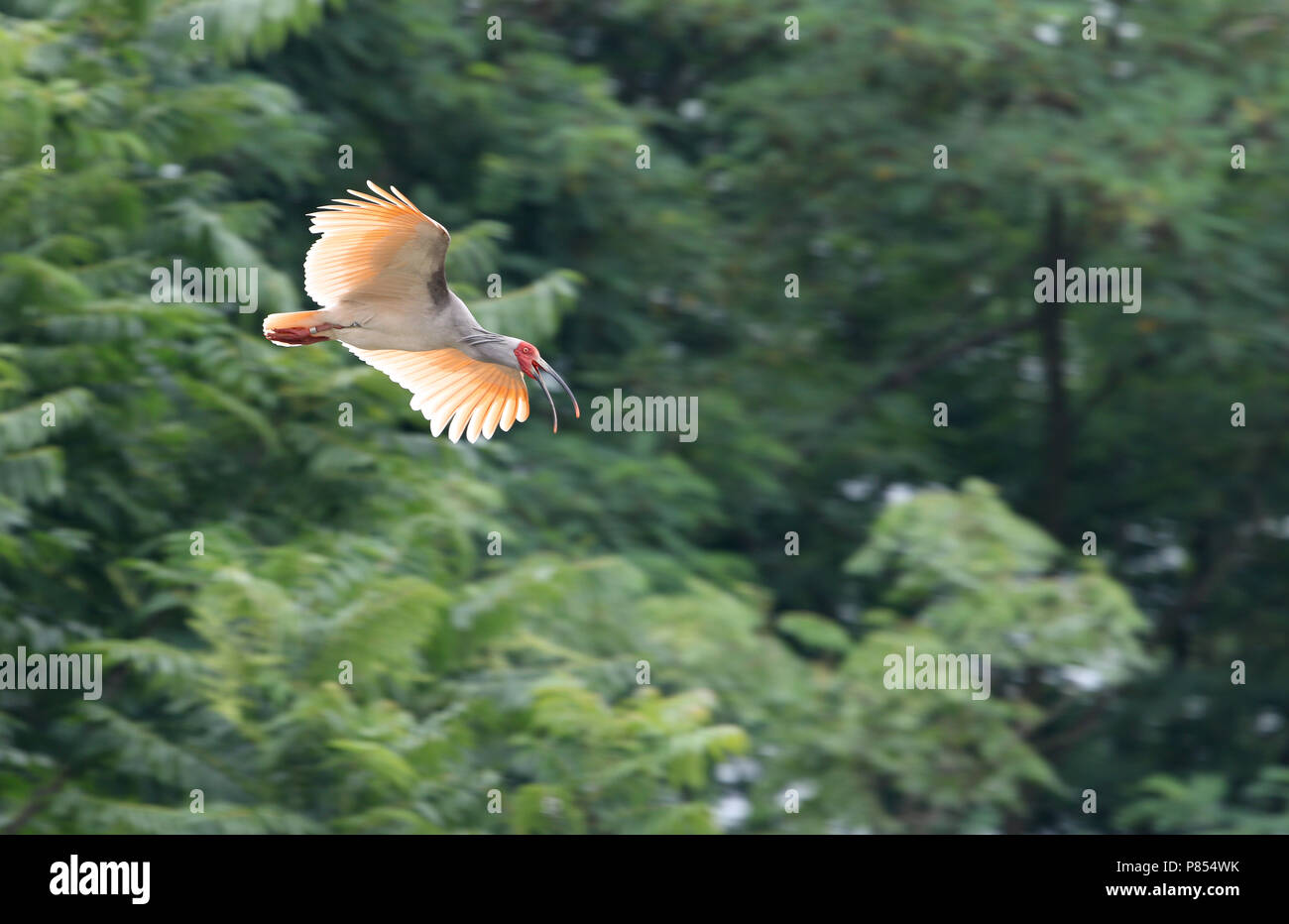 Crested ibis (Nipponia nippon) in volo a Yangxian, Shaanxi, Cina. Riscoperto nel 1981. Foto Stock