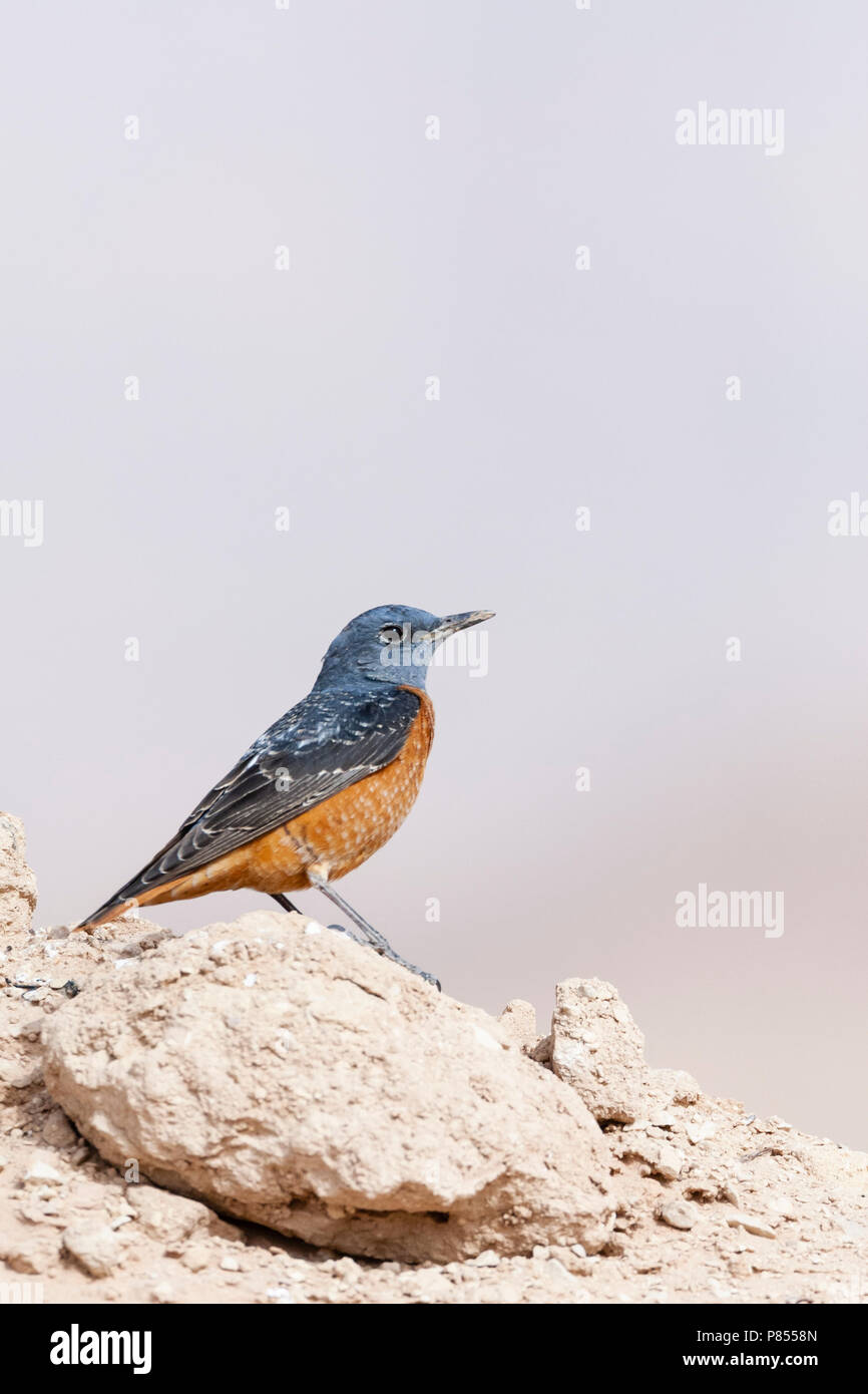 Voce maschile Codirossone (Monticola saxatilis) durante la migrazione a molla a Yotvata, Israele Foto Stock