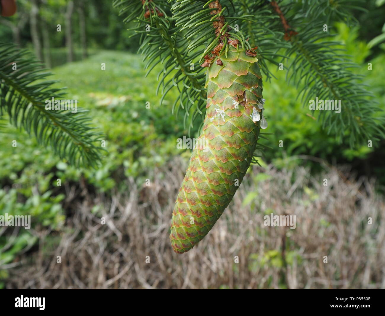 Verde di pini vicino a cono con il liquido che scorre verso il basso vicino fino Foto Stock