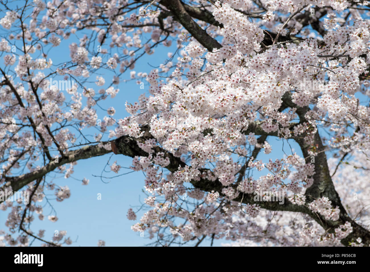 Fiore di Ciliegio in Arashiyama nella periferia di Kyoto, Giappone. Arashiyama è stata una popolare destinazione durante la fioritura dei ciliegi poiché l'VIII secolo. Foto Stock