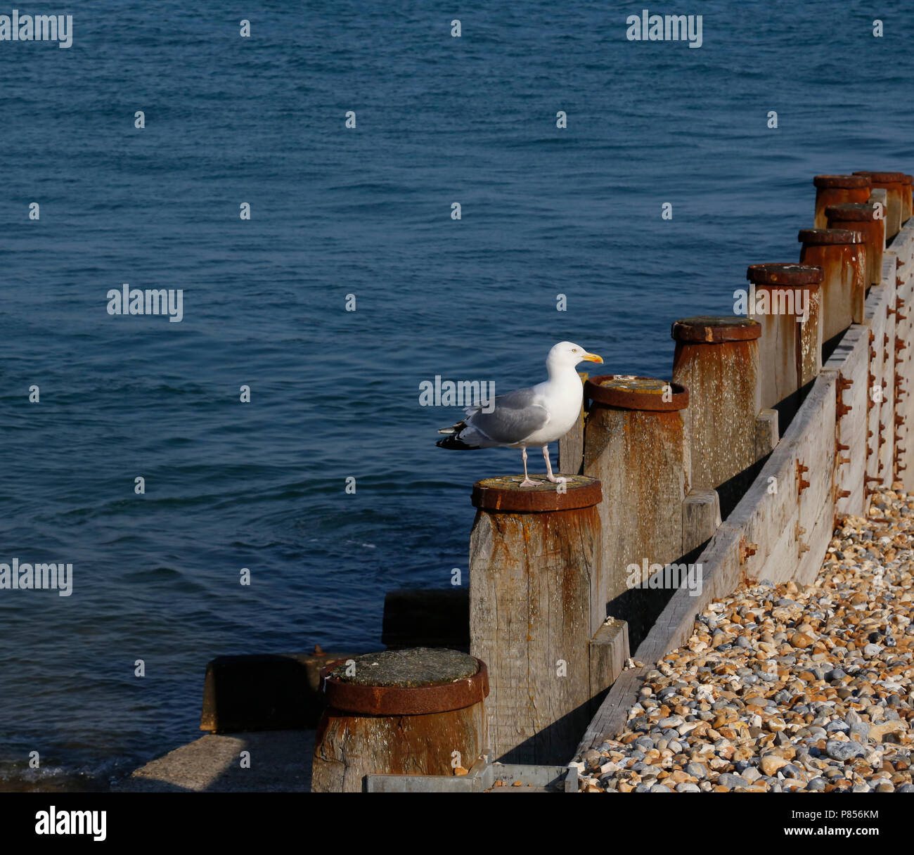 Seagull in piedi su una scogliera in legno post sulla spiaggia di Eastbourne Foto Stock