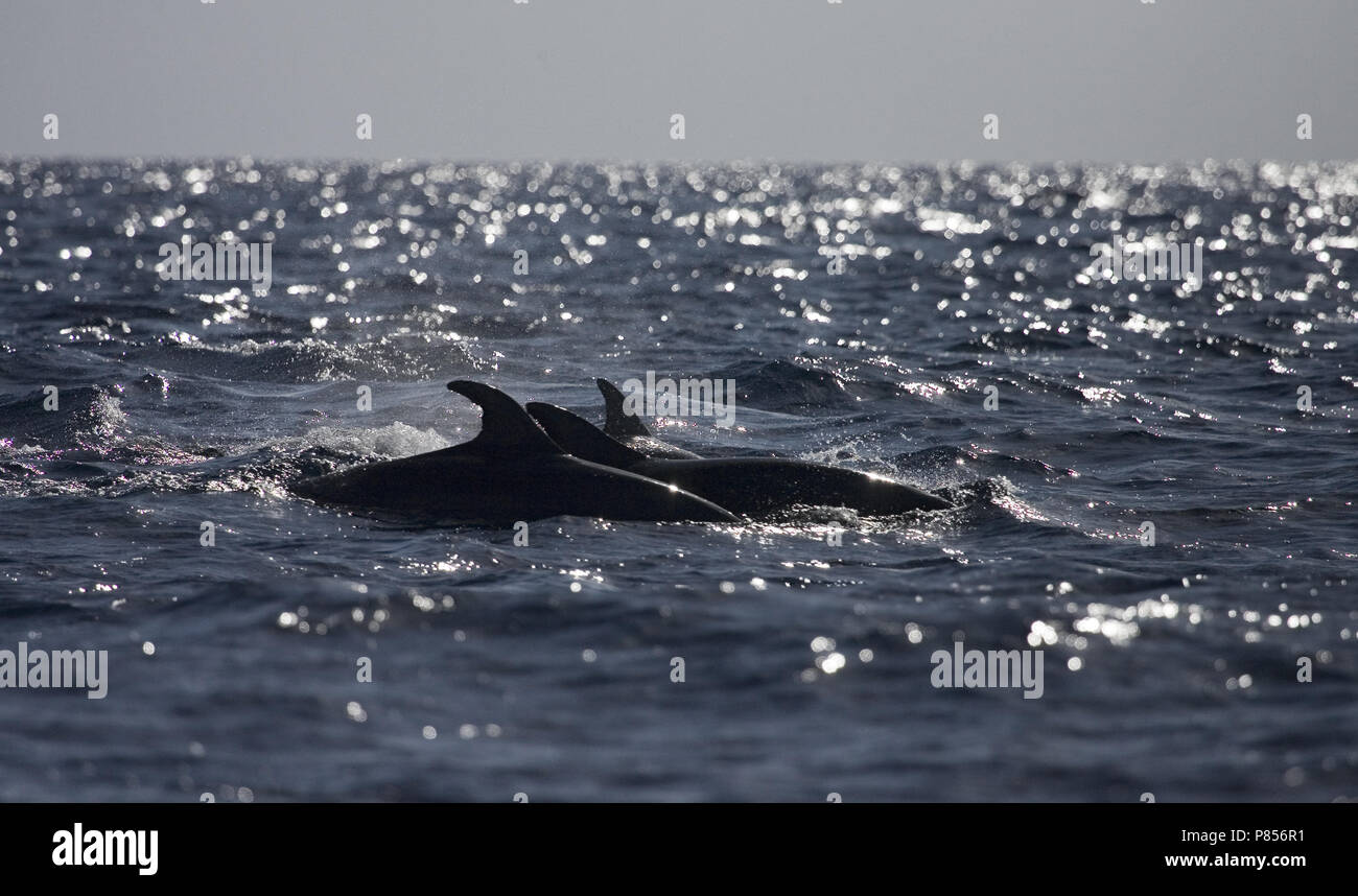 Comune di delfini Bottlenose nuoto; Tuimelaar zwemmend Foto Stock