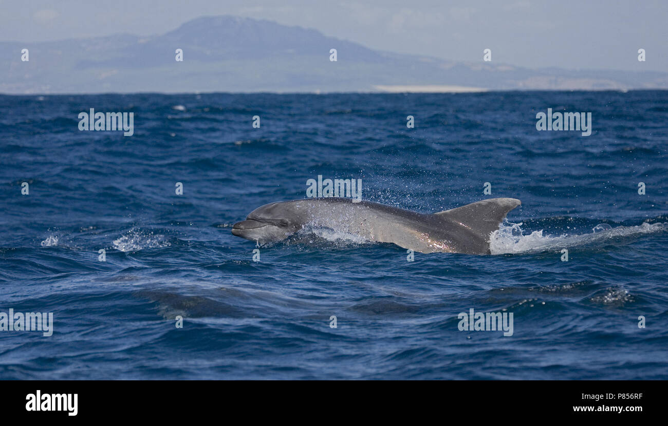 Comune di delfini Bottlenose nuoto; Tuimelaar zwemmend Foto Stock