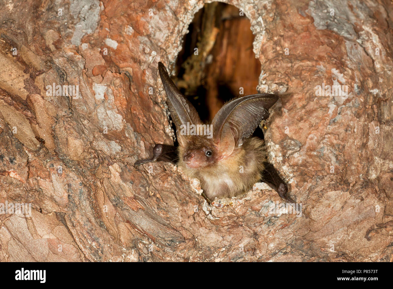 Grootoorvleermuis; Marrone long-eared Bat Foto Stock