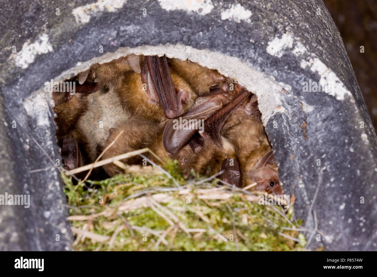 In Grootoorvleermuizen nestkast; Marrone Long-eared pipistrelli in nestbox Foto Stock