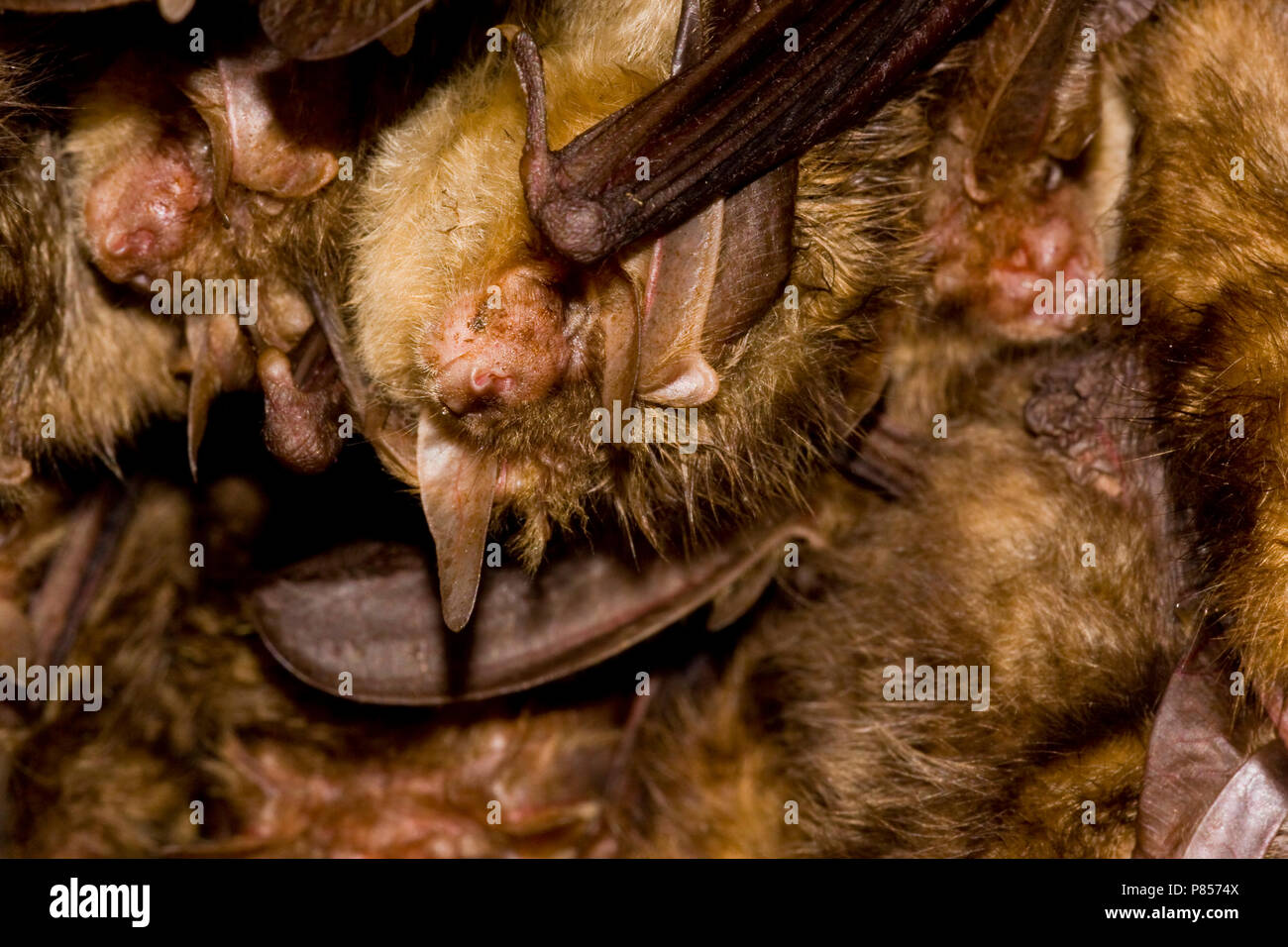 In Grootoorvleermuizen nestkast; Marrone Long-eared pipistrelli in nestbox Foto Stock