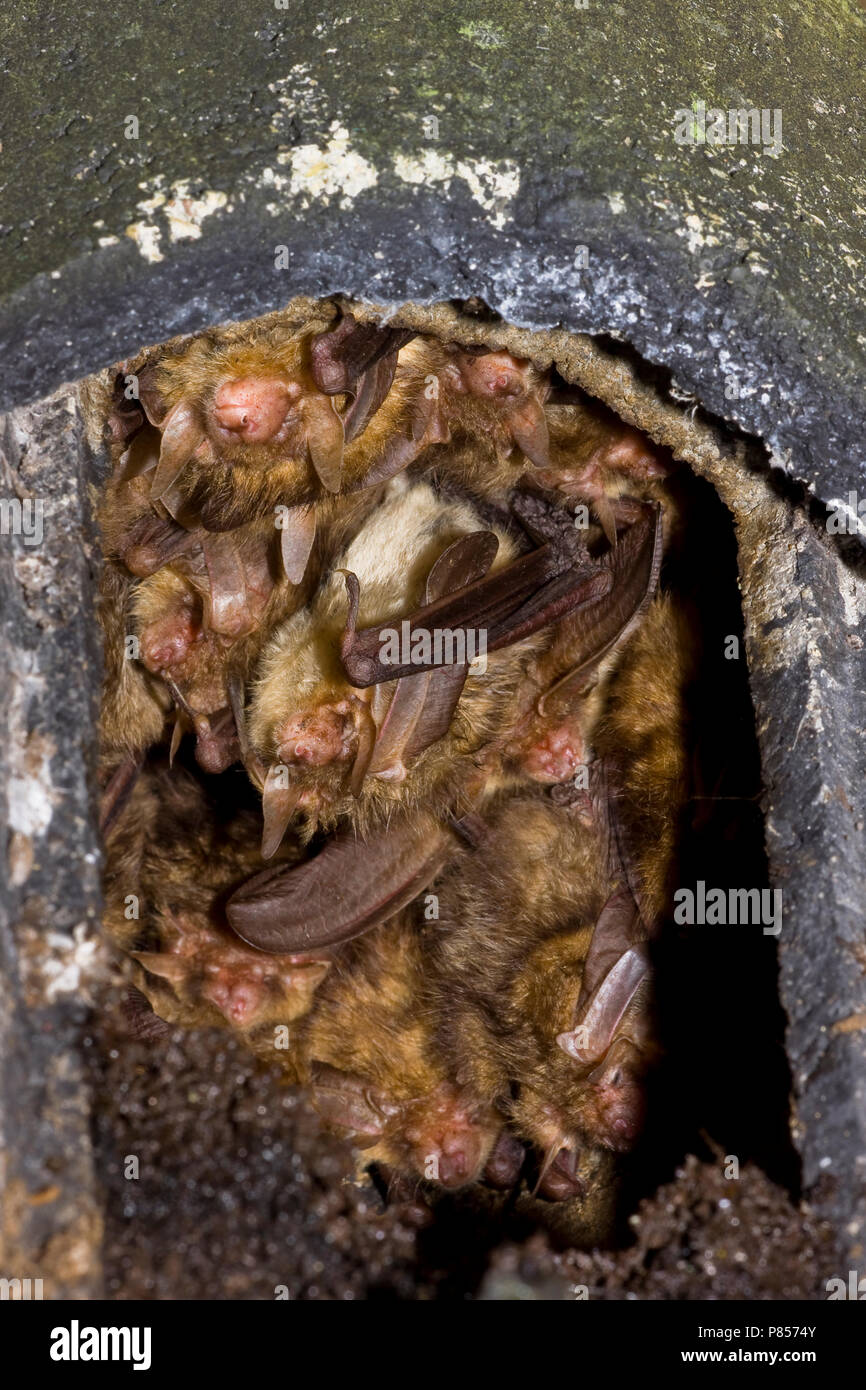 In Grootoorvleermuizen nestkast; Marrone Long-eared pipistrelli in nestbox Foto Stock