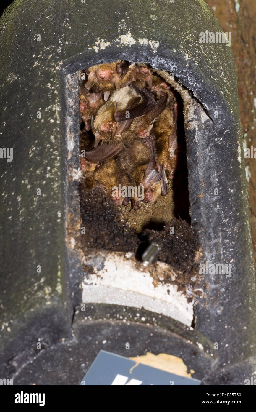 In Grootoorvleermuizen nestkast; Marrone Long-eared pipistrelli in nestbox Foto Stock