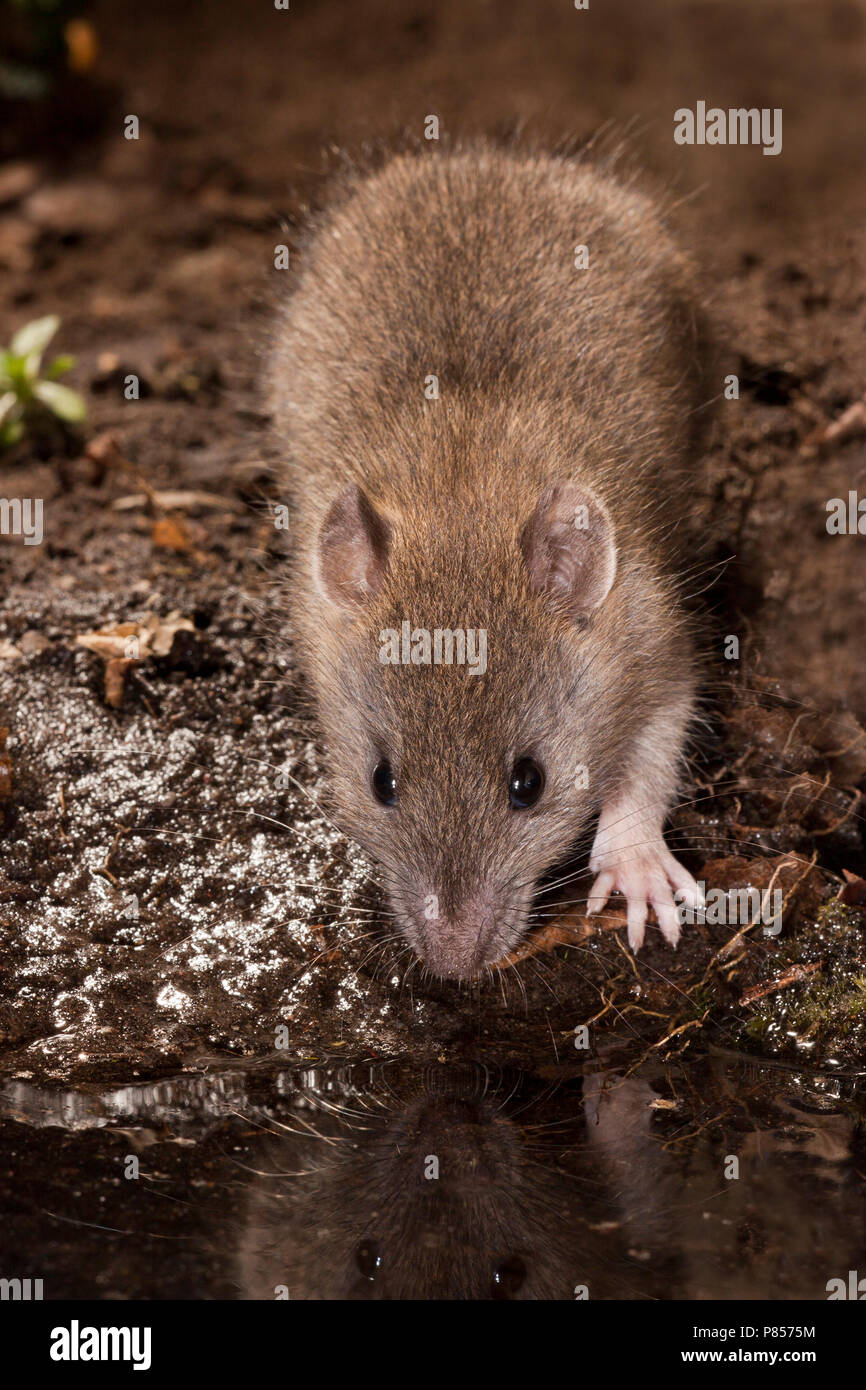 Bruine ratto; Ratto marrone Foto Stock