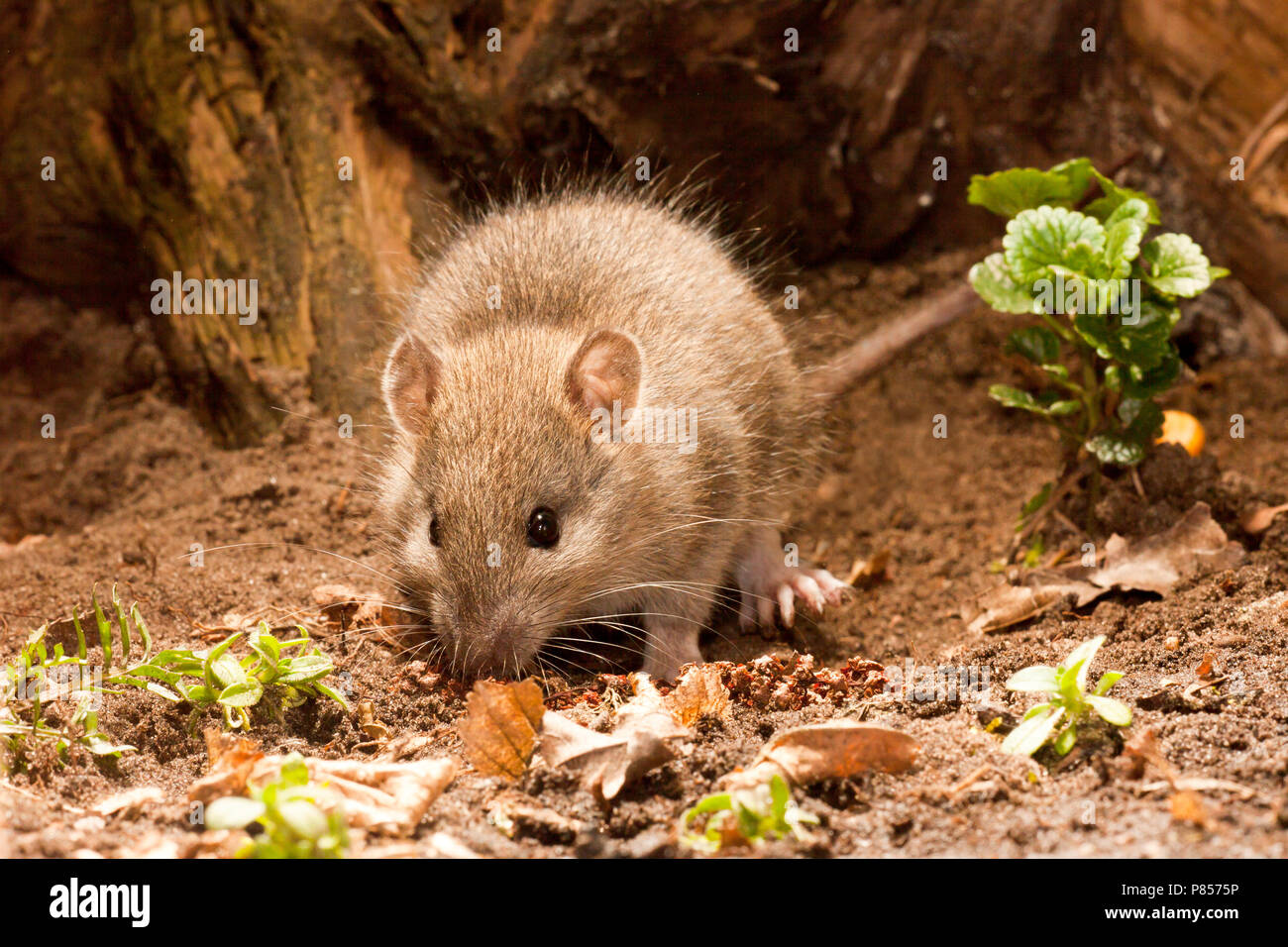 Bruine ratto; Ratto marrone Foto Stock