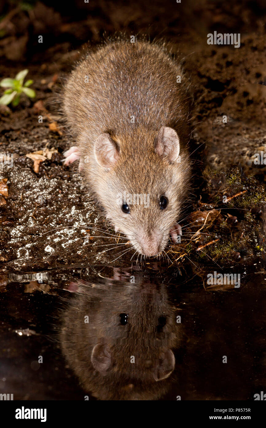 Bruine ratto; Ratto marrone Foto Stock