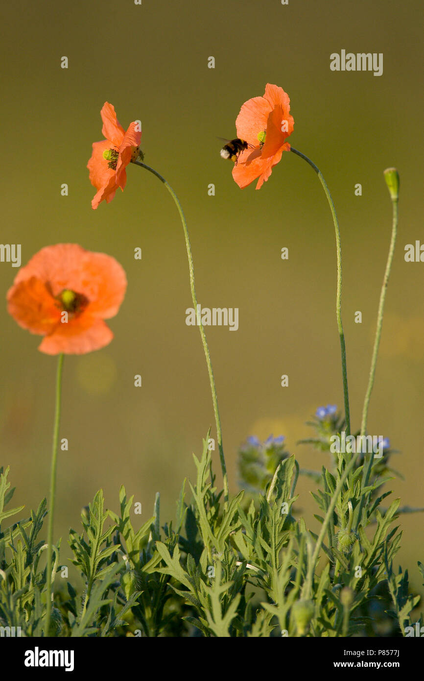 Bleke klaproos incontrato hommel, lunga con testa di papavero con bumblebee Foto Stock