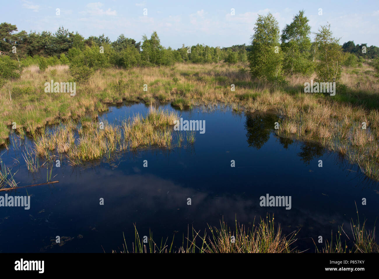 Nationaal Park de Groote Peel, Noord-Brabant; Parco Nazionale de Groote Peel, Paesi Bassi Foto Stock