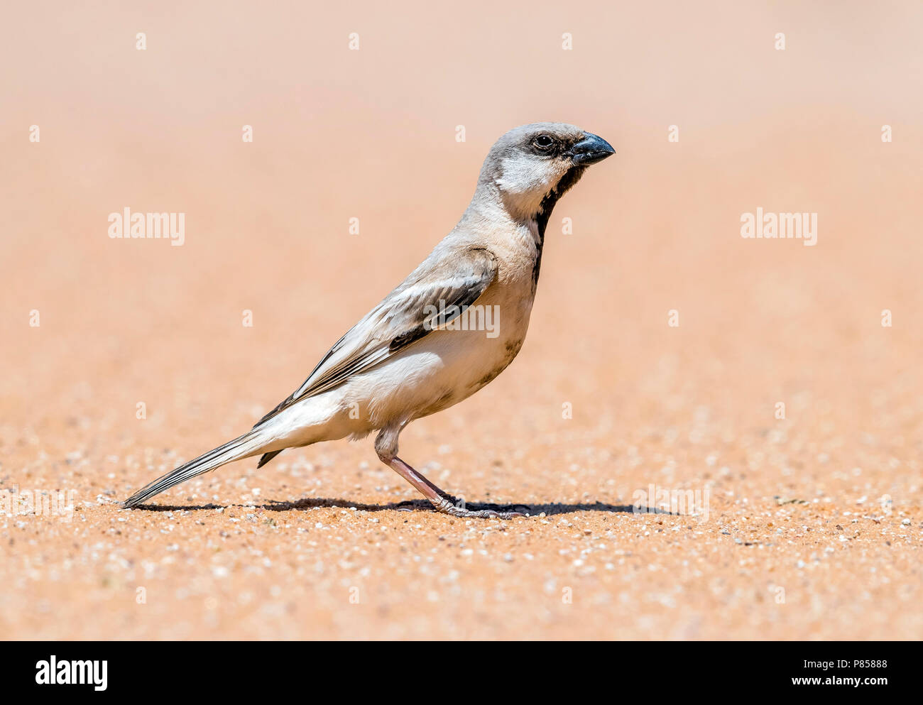 Maschio deserto settentrionale Sparrow seduto sulla sabbia, Inchiri, Mauritania. Aprile 04, 2018. Foto Stock