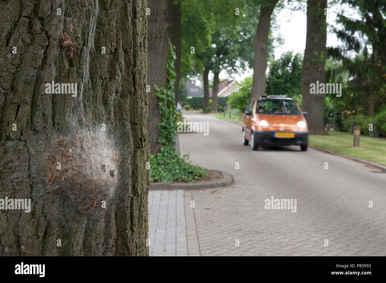 Eikenprocessierups; Oak Processionary Foto Stock