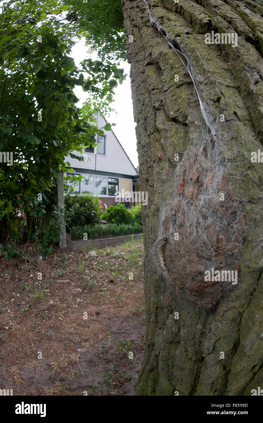 Eikenprocessierups; Oak Processionary Foto Stock