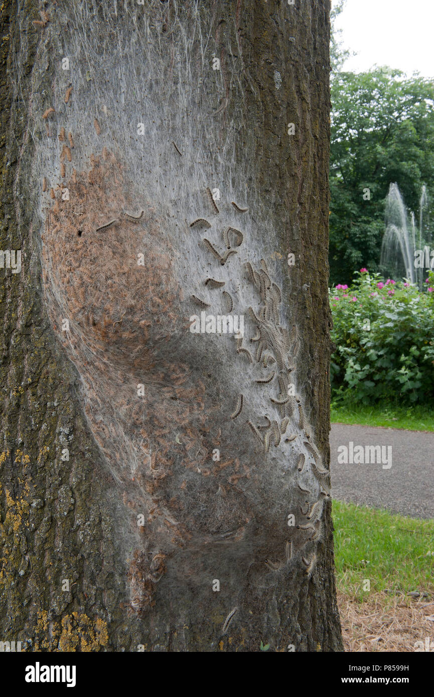 Eikenprocessierups; Oak Processionary Foto Stock