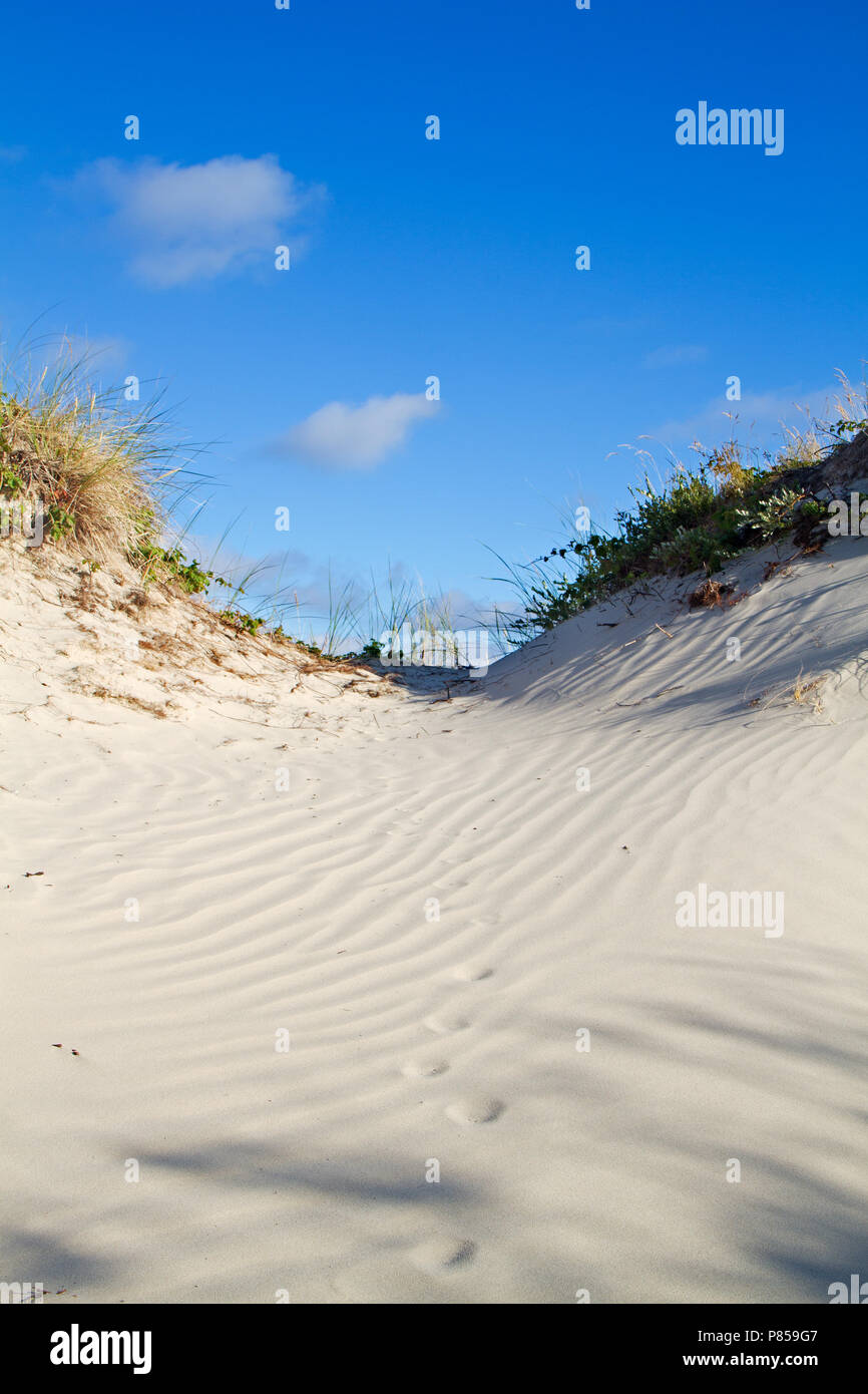 Dune cresciuto con Marram erba e Dewberry sotto un cielo blu, impronte di un animale, probabilmente una volpe, nella sabbia ondulata Foto Stock