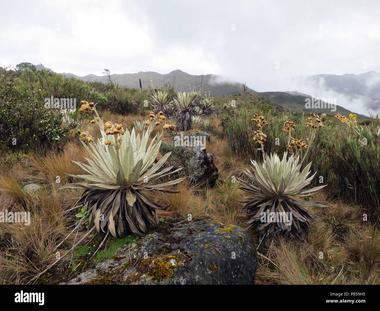 Espeletia grandiflora, Chingaza National Park, Dipartimento di Cundinamarca, Colombia Foto Stock