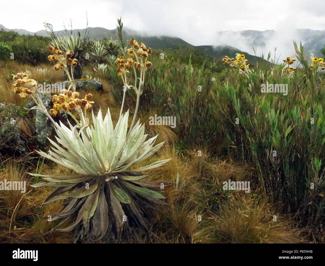 Espeletia grandiflora, Chingaza National Park, Dipartimento di Cundinamarca, Colombia Foto Stock