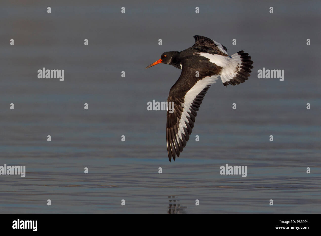 Beccaccia di mare;; Oystercatcher Haematopus ostralegus Foto Stock