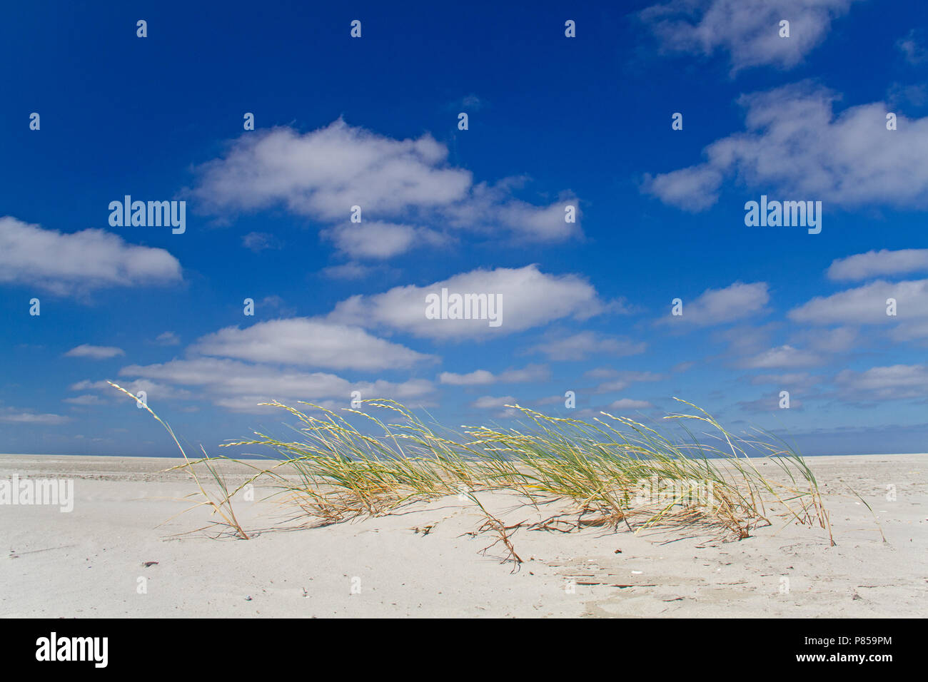 La vegetazione pioniera: sabbia crescente del lettino in ambiente sterile della vasta spiaggia dell'isola olandese Schiermonnikoog Foto Stock