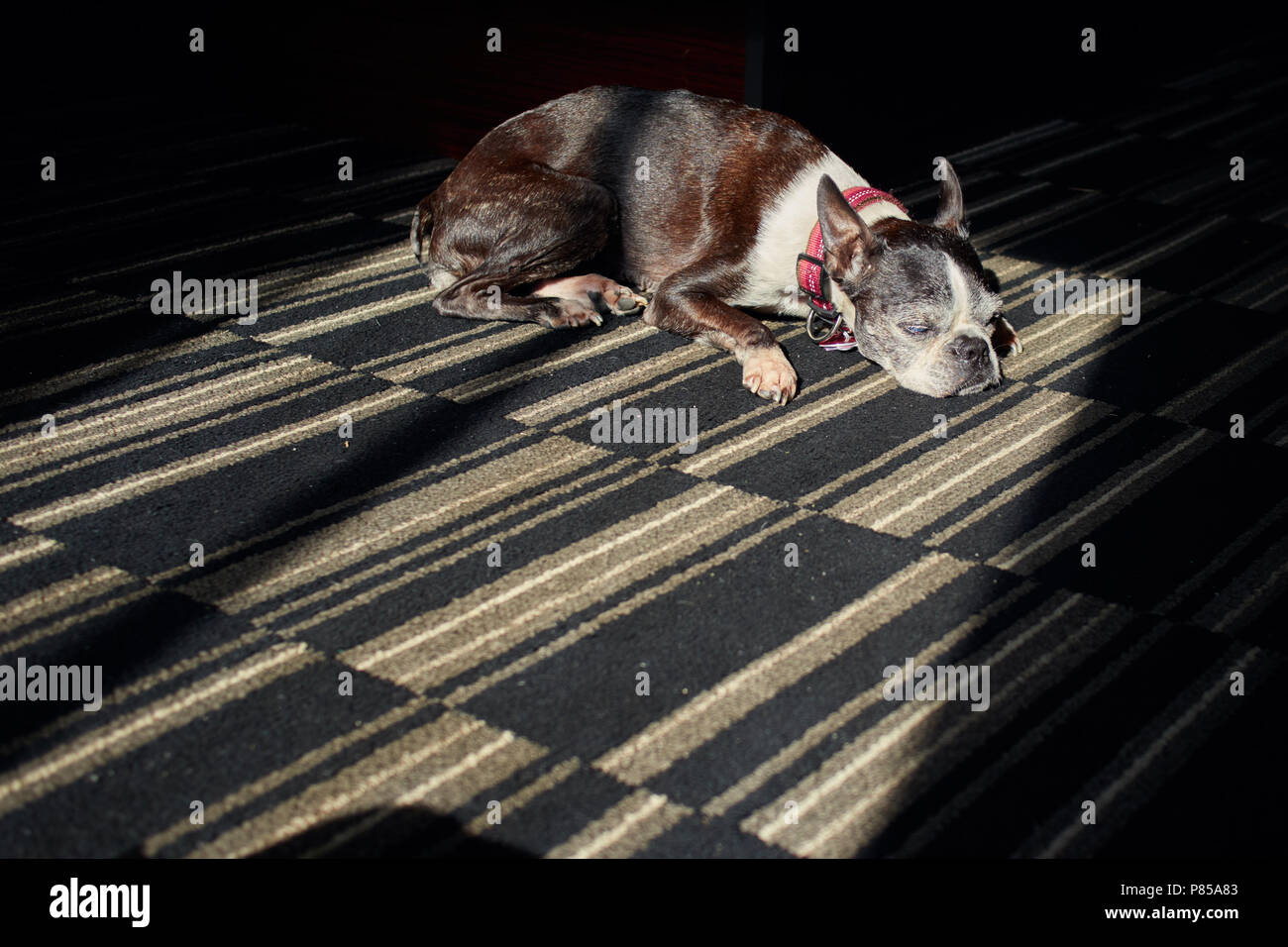Anziani Boston Terrier cane dorme in un sunbeam sul tappeto in una camera di hotel Foto Stock