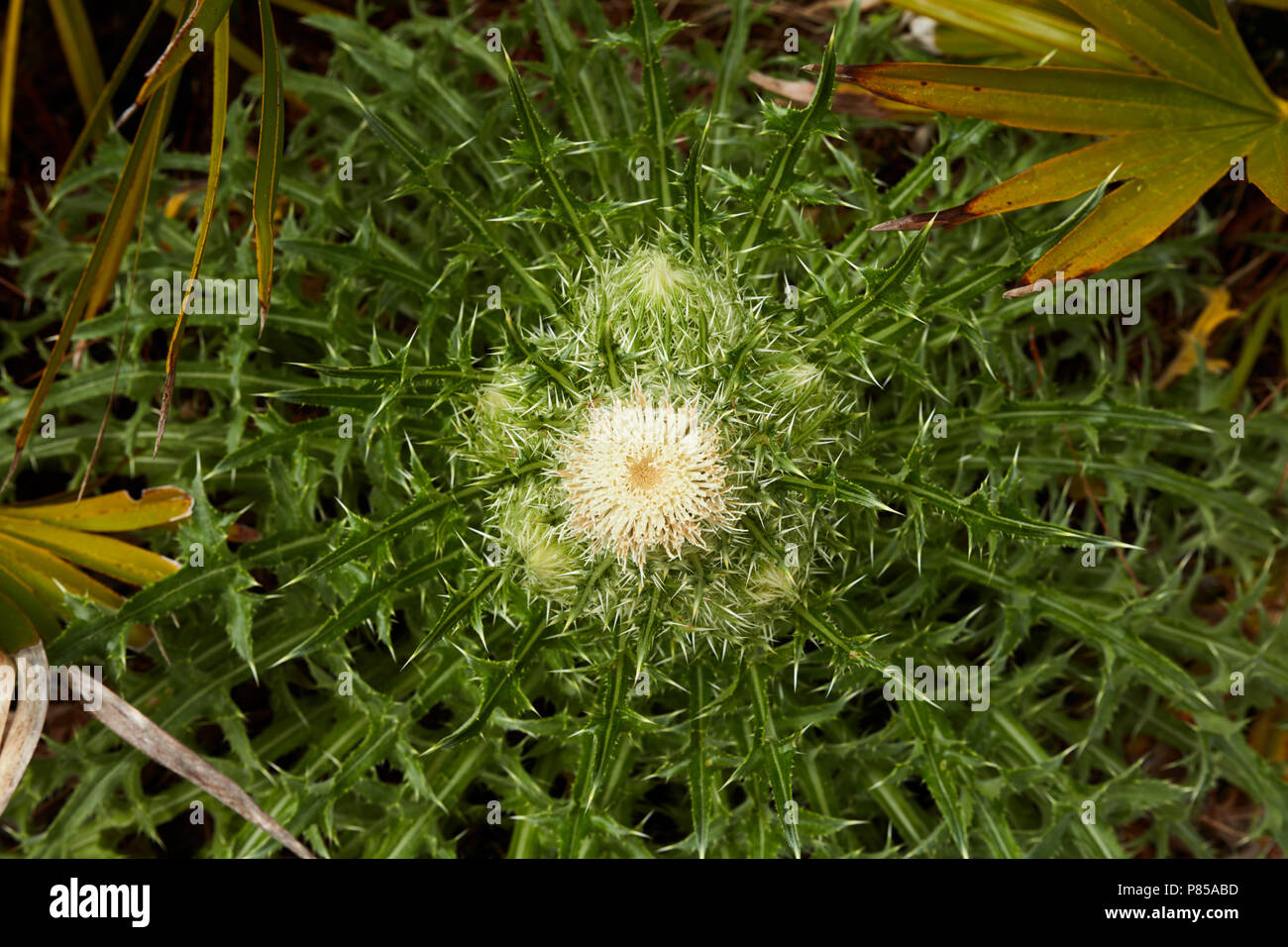 Grandi thistle rosetta cresce in collina di zucca Creek preservare del Parco Statale di Jacksonville, Florida Foto Stock