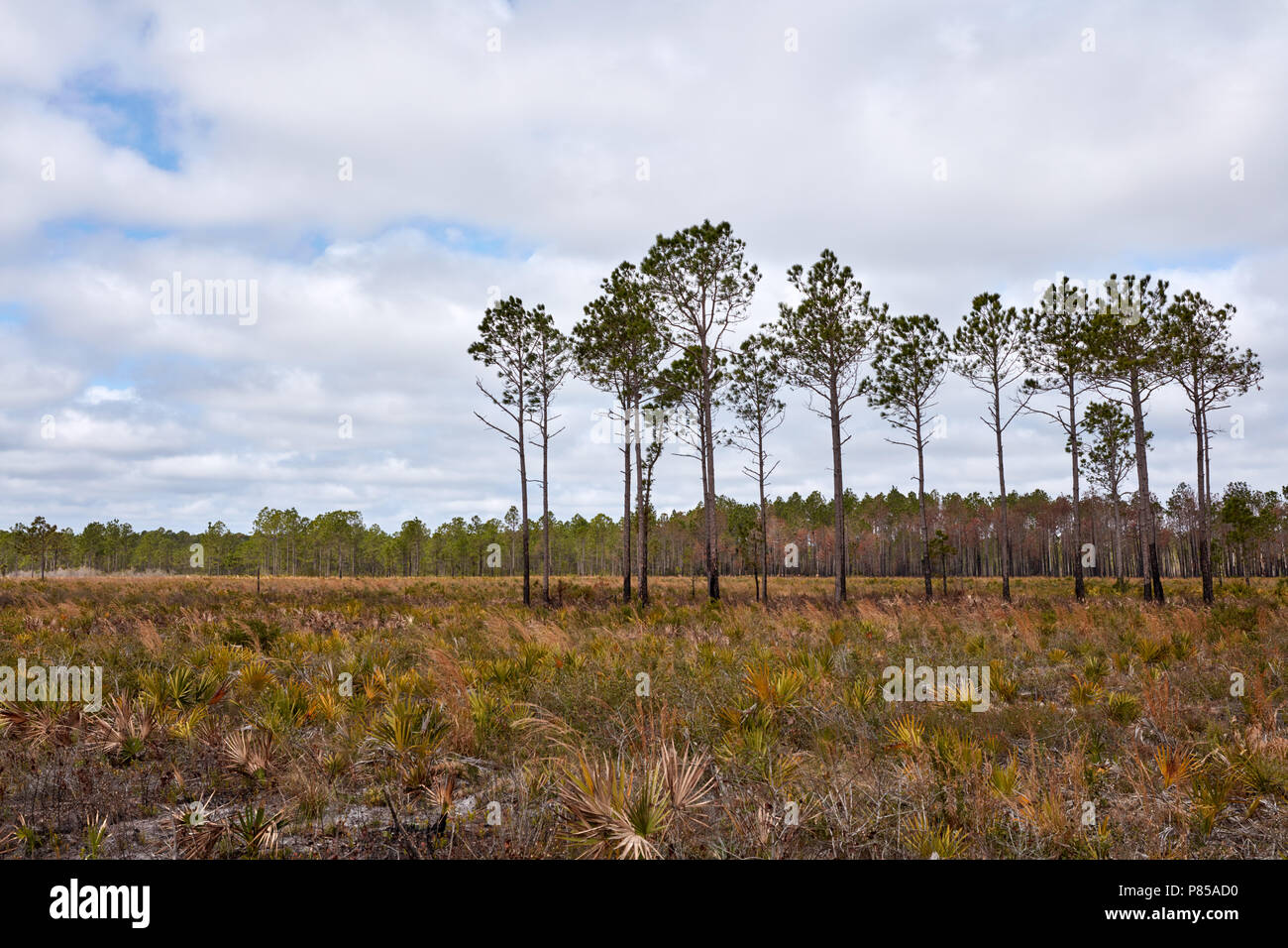 Un supporto di alberi in un campo di palmetto in zucca Hill Creek preservare del Parco Statale di Jacksonville, Florida Foto Stock