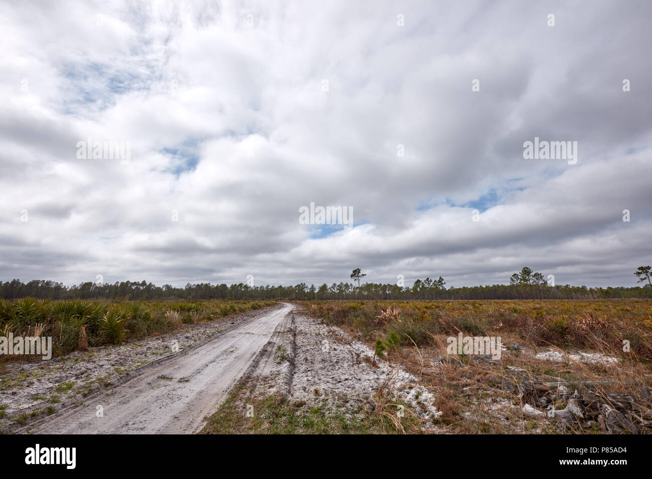 Nuvole al di sopra di una pista tagliafuoco attraverso un campo di palme nane in zucca Hill Creek preservare del Parco Statale di Jacksonville, Florida Foto Stock