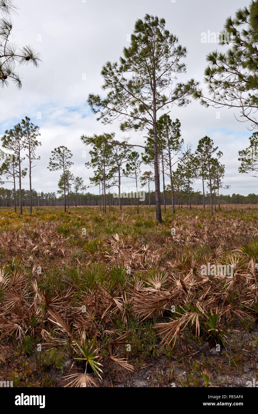 Alberi in collina di zucca Creek preservare del Parco Statale di Jacksonville, Florida Foto Stock