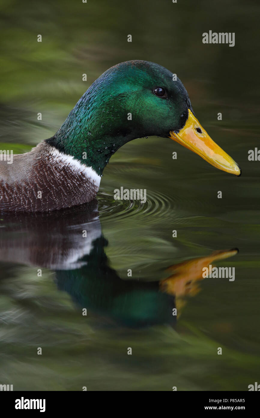 Wilde eend in een herfst impostazione; il germano reale in una impostazione di autunno Foto Stock