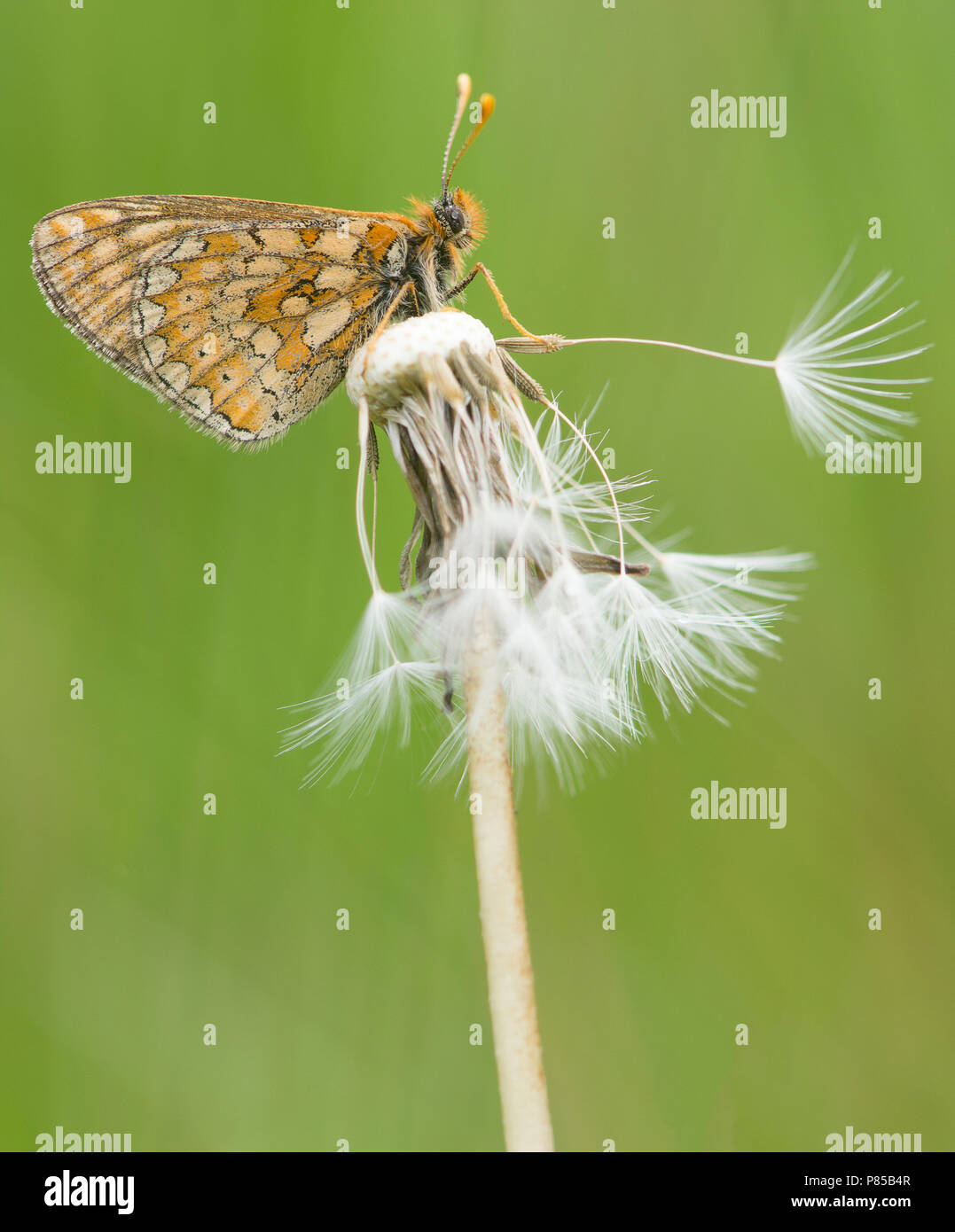Rustende moerasparelmoervlinder / appoggiato Marsh Fritillary Foto Stock