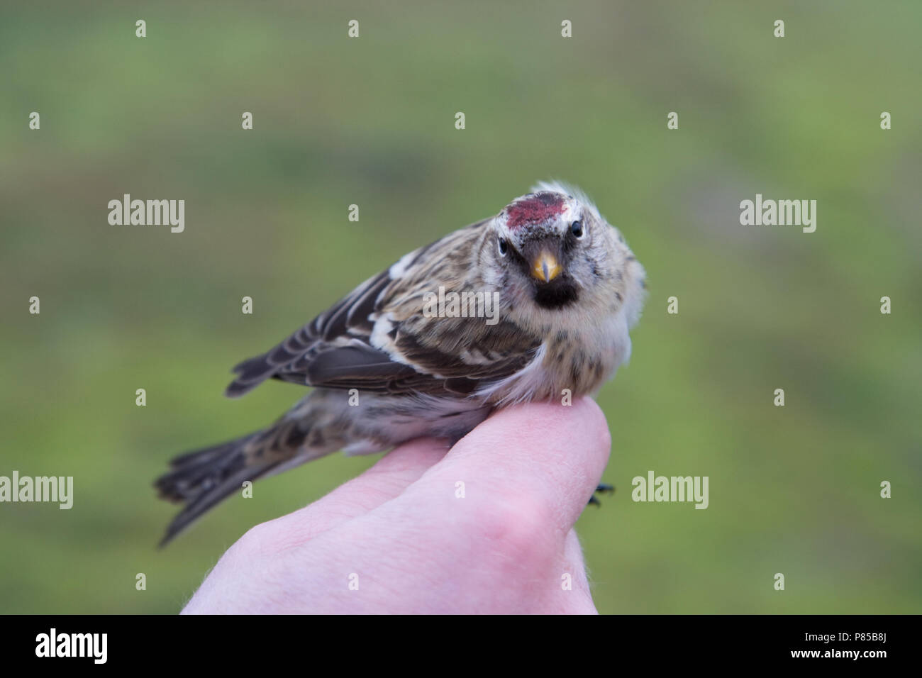 Grote Barmsijs op ringbaan Foto Stock