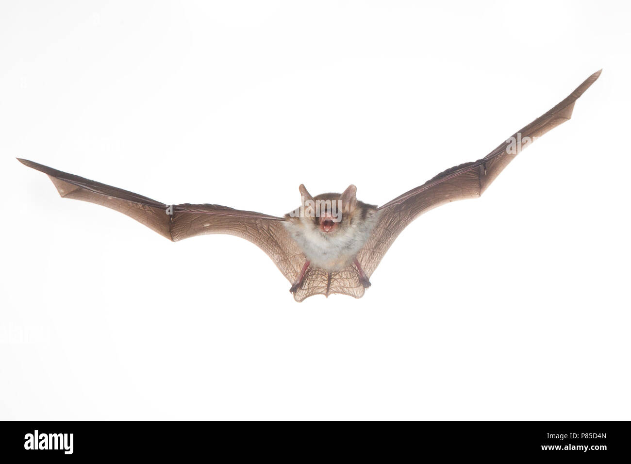 Franjestaart vliegend, Natterer bat battenti Foto Stock