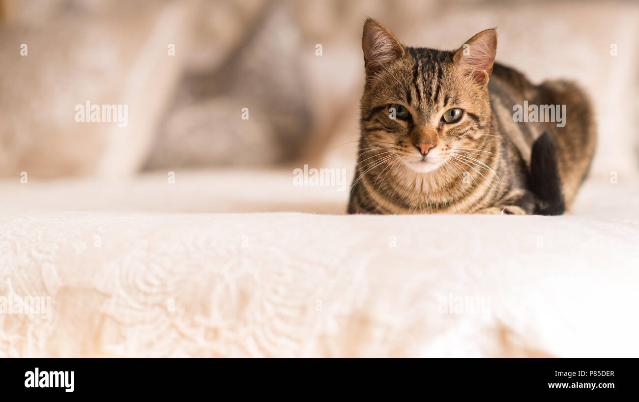 Bellissimo il gatto domestico a casa Foto Stock