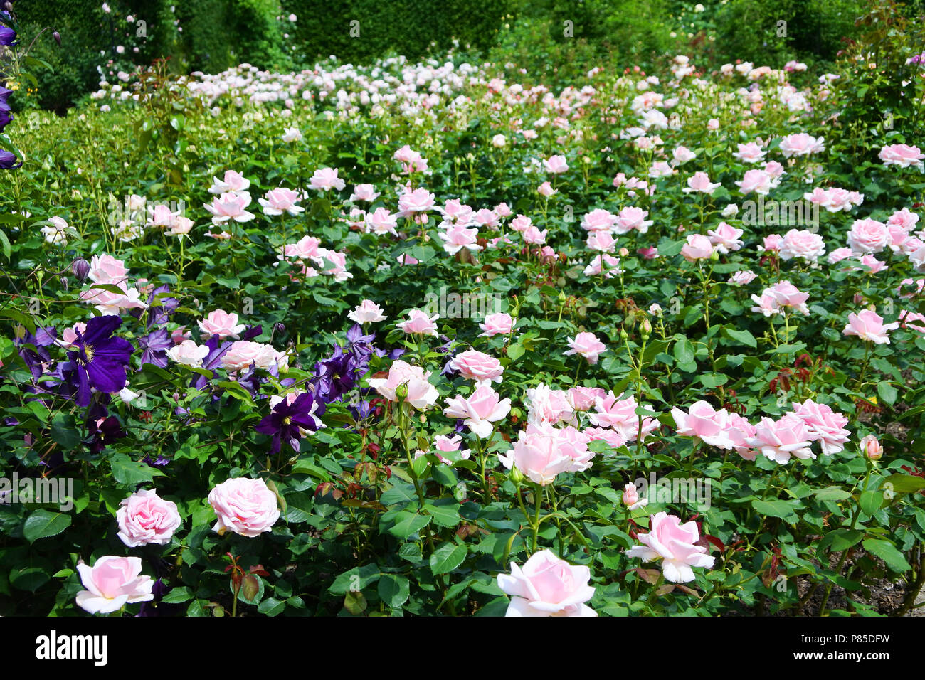 Fioritura di rose, RHS Rosemoor, Devon, Regno Unito - Giovanni Gollop Foto Stock