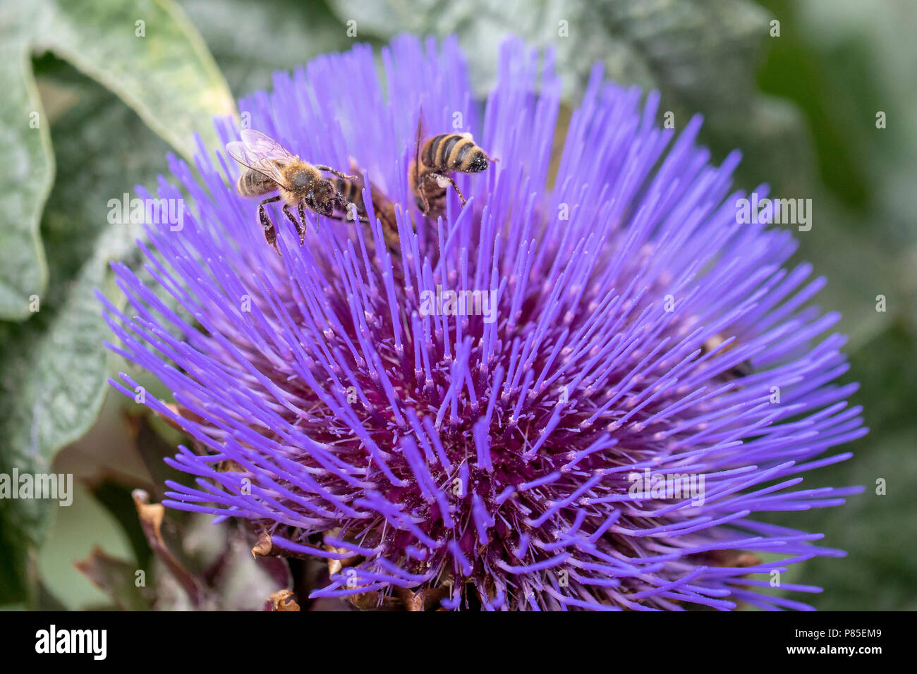 Le api a caccia di nettare in un carciofo in fiore in un giardino di Camden Town in Inghilterra nel mese di luglio 2018 Foto Stock