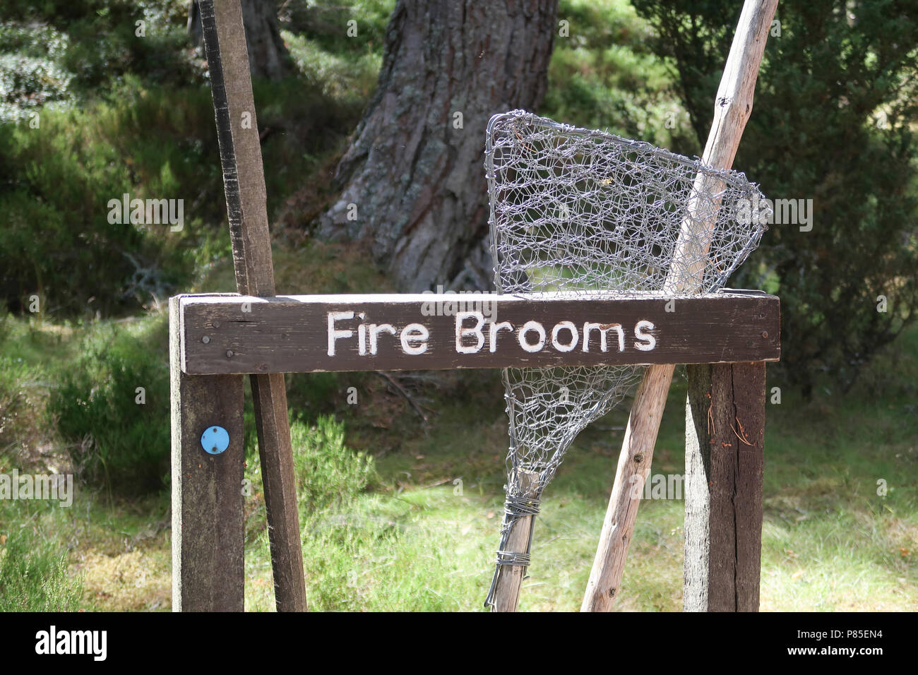 Fire rack scopa in foresta Foto Stock