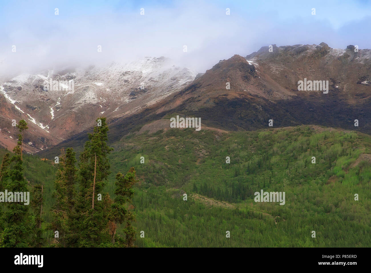 Vista panoramica di Denali, con montagne e valli verdi. Foto Stock