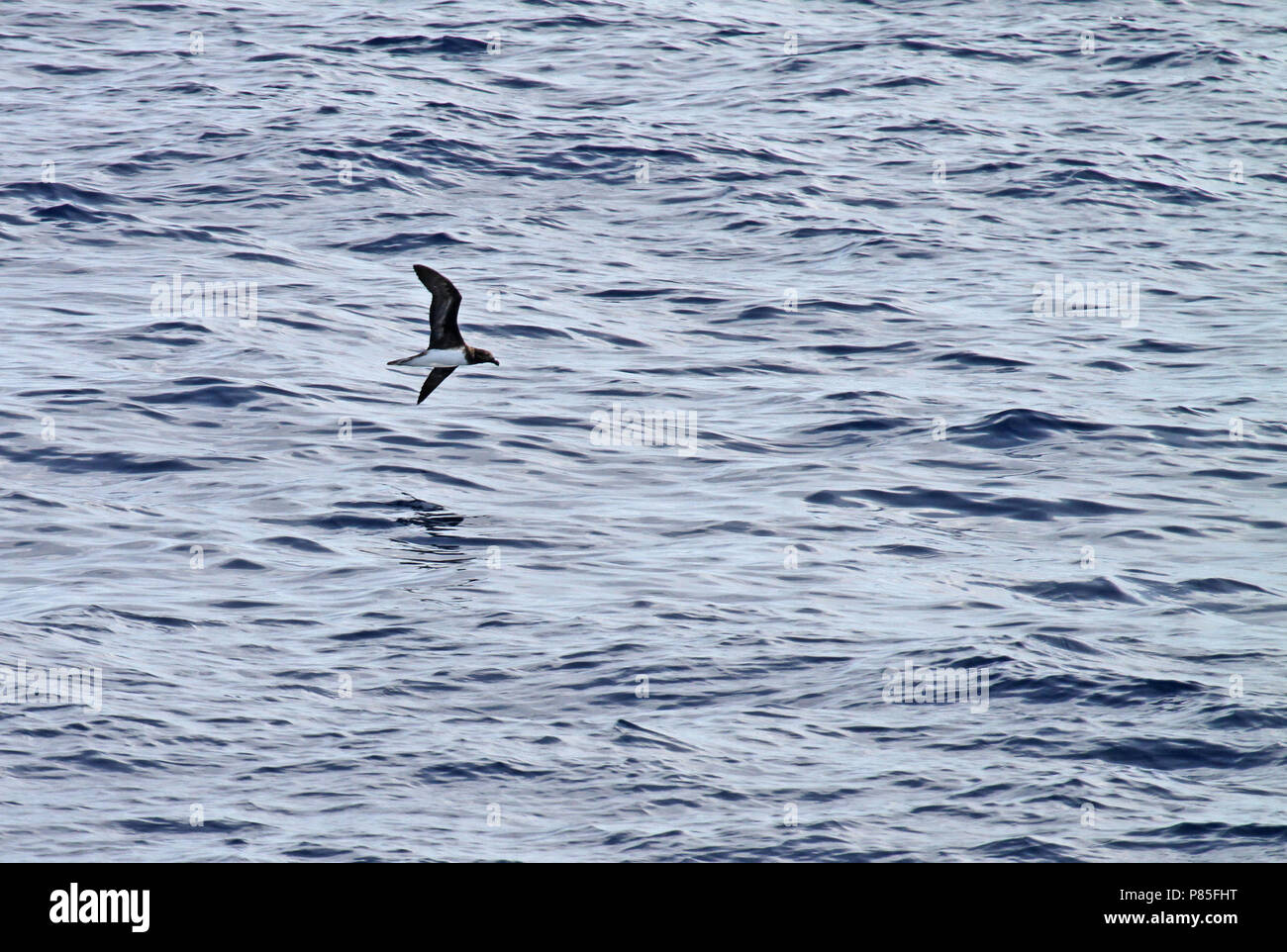Beck's Petrel (Pseudobulweria becki) in mare in Oceano Pacifico vicino Nuova Irlanda isola. Foto Stock