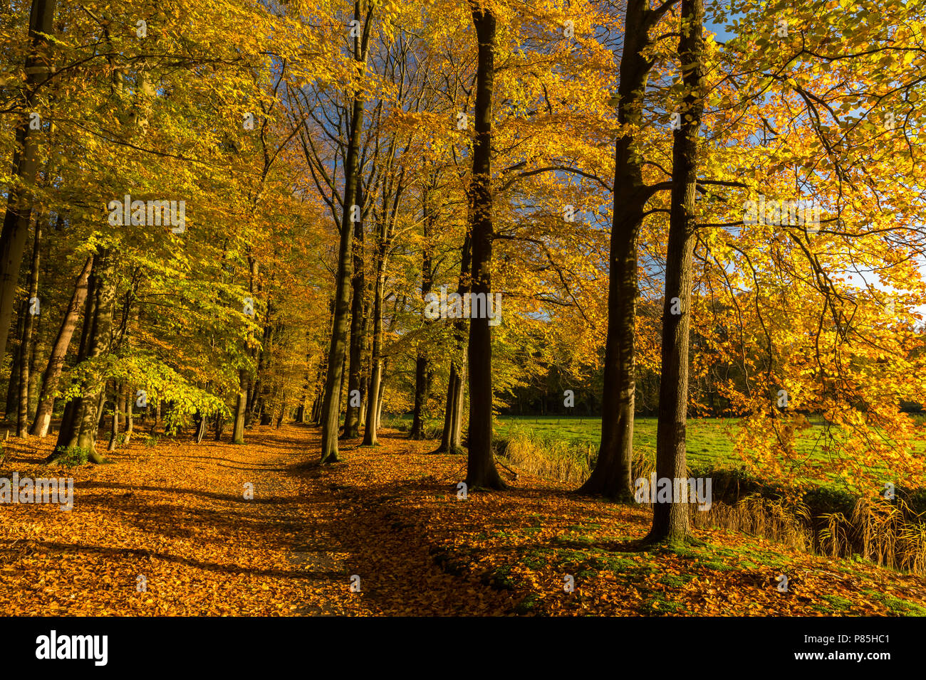 Beukenlaan landgoed De Colckhof in herfst kleuren Foto Stock