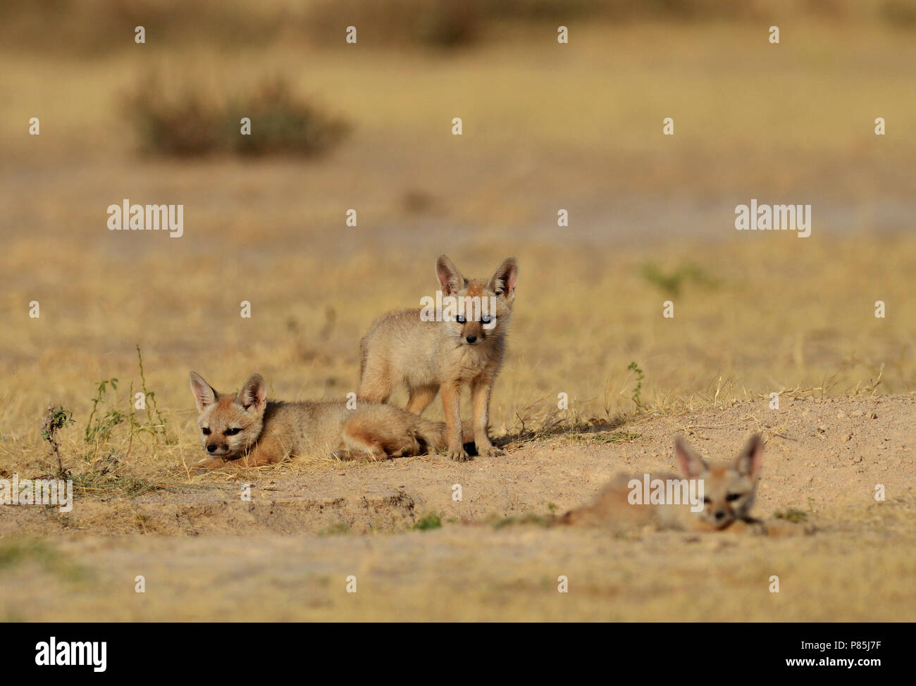 Bengaalse vos, indiano, Fox Vulpes vulpes bengalensis Foto Stock