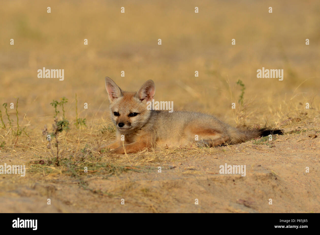 Bengaalse vos, indiano, Fox Vulpes vulpes bengalensis Foto Stock