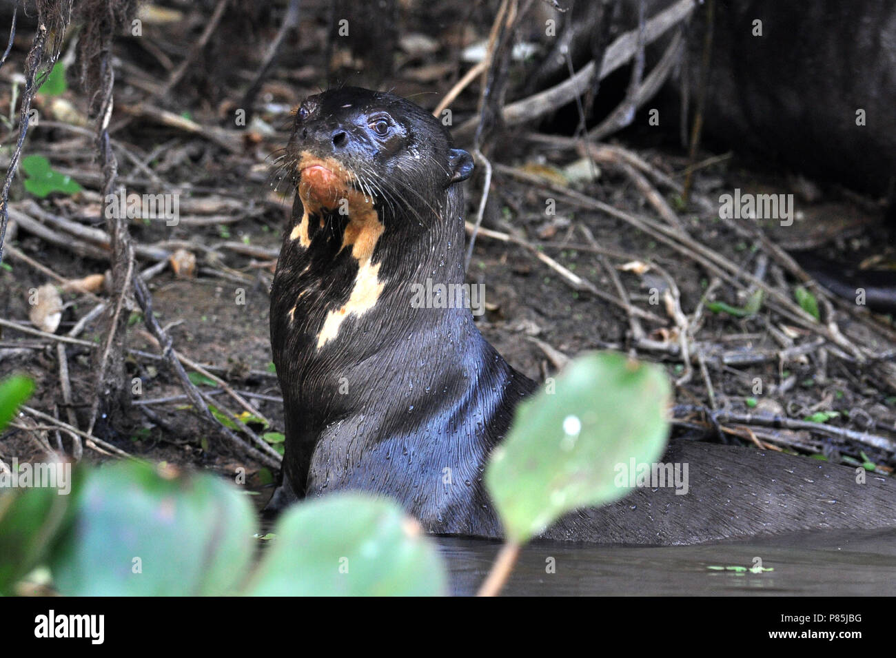 Lontra gigante del Pantanal, Brasile Foto Stock