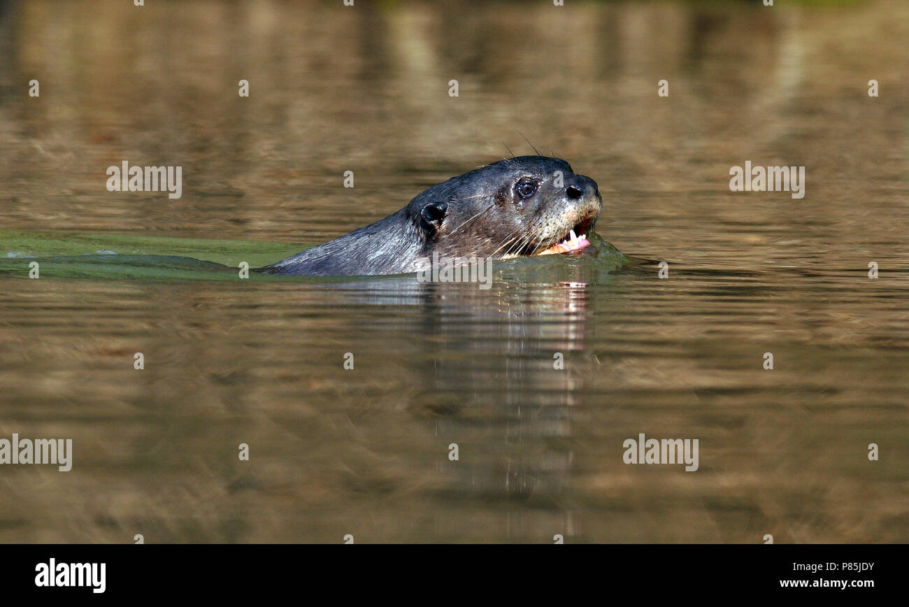 Lontra gigante nuoto Foto Stock