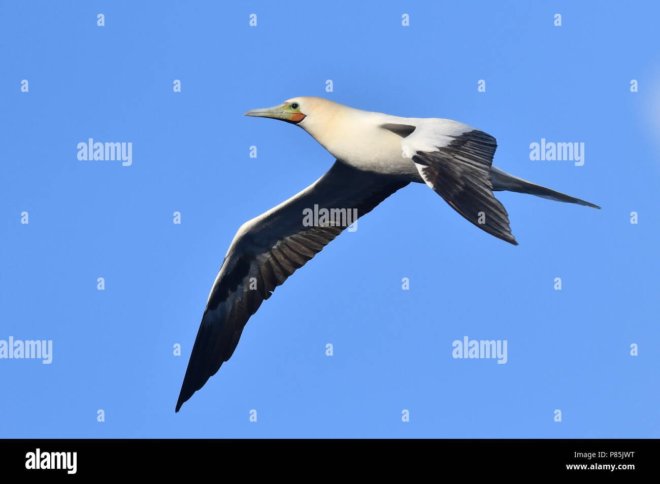 Rosso-footed Booby (Sula sula) in volo sopra il mid-oceano atlantico. Foto Stock