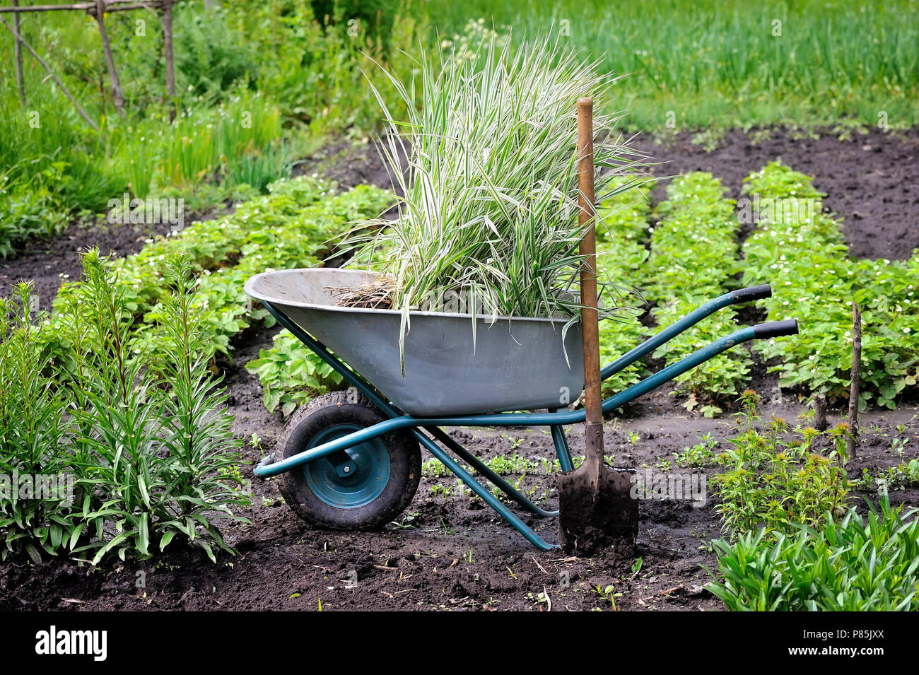 Carriola piena con una decorazione carici (Reed scagliola) e la pala in un giardino Foto Stock