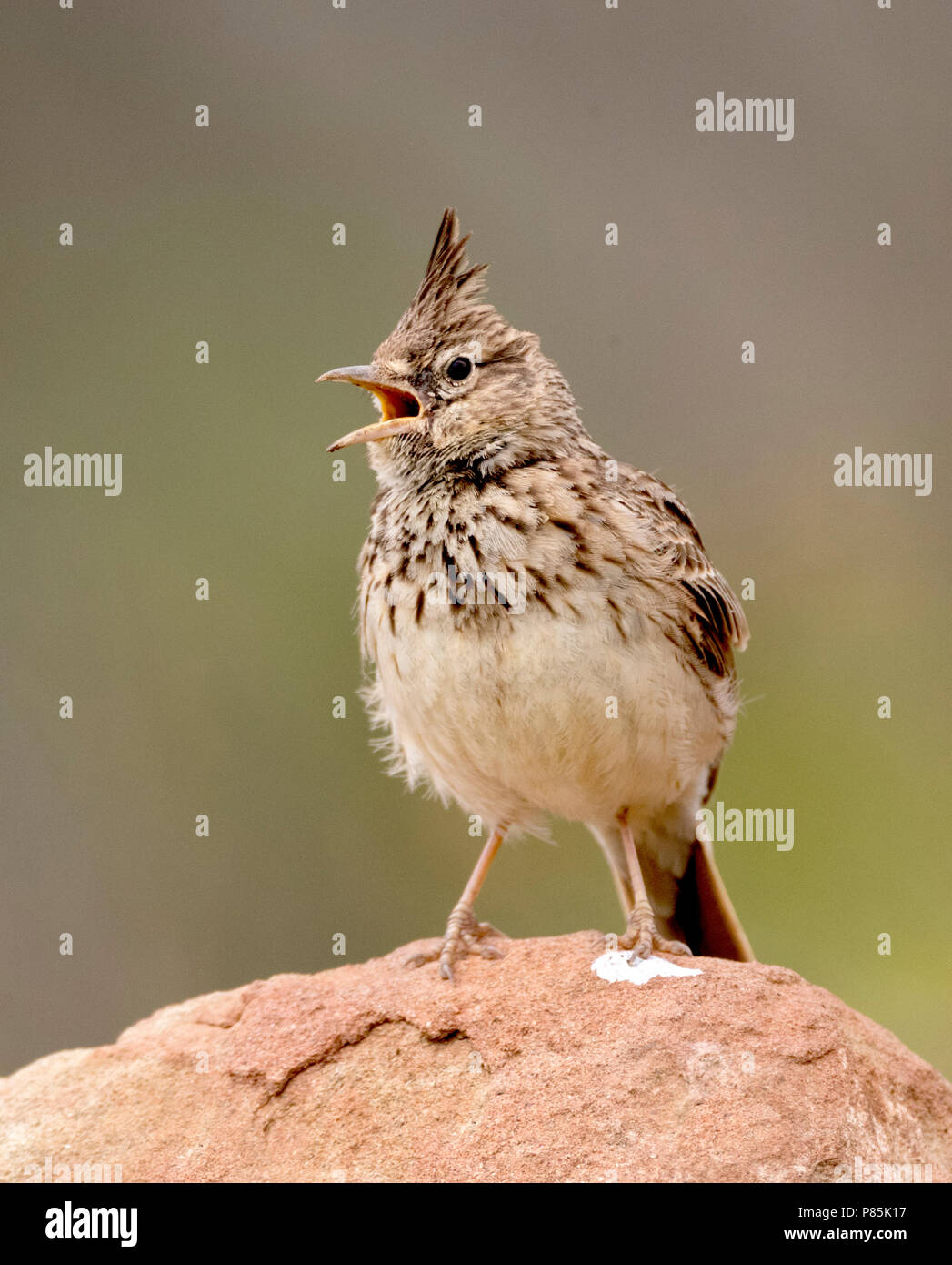 Il canto Thekla Lark (Galerida theklae theklae) da un roccioso persico. Foto Stock