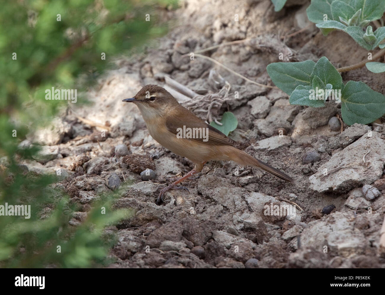 Paddyfield trillo (Acrocephalus agricola) in piedi sul suolo durante la migrazione Foto Stock